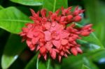 Red Flower Of West Indian Jasmine ( Ixora Chinensis Lamk ) Stock Photo