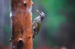 Gray-headed Woodpecker In A Rainy Spring Forest Stock Photo