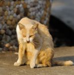 Portrait Of A Street Cat Stock Photo