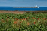 Poppies In A Field At Warkworth Stock Photo