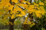 Autumnal Colours  Of A Maple Tree In East Grinstead Stock Photo