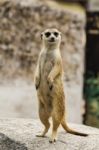 Meerkat Stock Photo