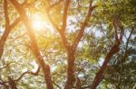 Forest Trees. Nature Green Wood Sunlight Backgrounds Stock Photo