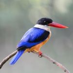 Black-capped Kingfisher Stock Photo