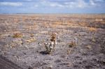 Cotton Field In Oakey Stock Photo