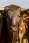 Brown Cow Stock Photo