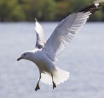 Beautiful Picture With A Flying Gull Stock Photo