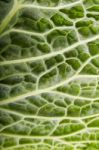 Fresh Savoy Cabbage Stock Photo