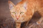 Close Up Face Of Siamese Thai Domestic Cat Eye Contact With Blur Background Stock Photo