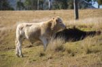 Cow In The Country Stock Photo