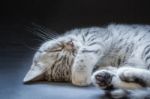 Black Silver Tabby Kitten Lying Lazy Stock Photo