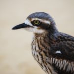 Bush Stone-curlew Resting On The Beach Stock Photo