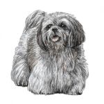 Lhasa Apso Dog Stock Photo