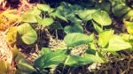 Ornamental Plants Pothos Stock Photo