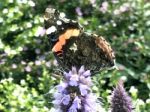 Butterfly On The Flowers Stock Photo