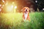 Brown Dog Plays On Green Grass Stock Photo