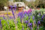 Lavender, Forget Me Not Stock Photo