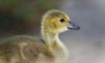 Isolated Photo Of A Cute Chick Of Canada Geese Stock Photo