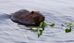 Beautiful Isolated Image Of A Beaver Eating Leaves In The Lake Stock Photo