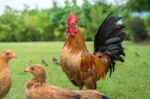 Hen Stand On Ground Stock Photo