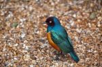 Superb Spreo Starling (lamprotornis Superbus) Stock Photo