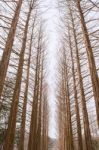 Nami Island In Korea,row Of Pine Trees In Winter Stock Photo