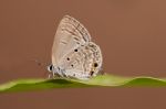 Pandava Butterfly Stock Photo