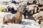 Sea Lion In Galapagos Islands Stock Photo