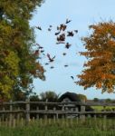 Autumn Leaves  Stock Photo