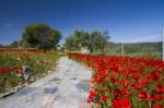 Red Poppy Flower Field Stock Photo