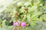 Soft Nature Greenery Background Of Mimosa Bud Flowers On Green G Stock Photo