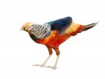 Golden Pheasant Isolated Stock Photo