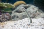 Spotted Garden Eel Stock Photo