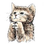 Lovely Kitten Hand Drawn  Stock Photo