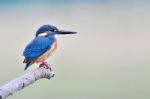 Kingfisher Stock Photo