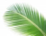 Coconut Leaf Isolated On White Background Stock Photo