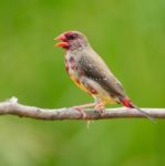 Juvenile Male Red Avadavat Stock Photo