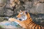 Bengal Tiger In The Water Stock Photo