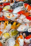 Colorful Many Koi Carp Stock Photo