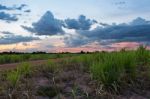 Sugarcane Sunset Landscape Stock Photo