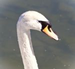 Beautiful Background With A Mute Swan In Water Stock Photo