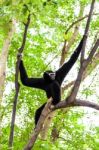 Black Gibbon Climbing Tree Stock Photo