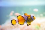 Cartoon Fish Near Sea Anemone Stock Photo