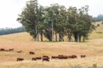 Country Cows Stock Photo