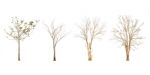 Set Of Dry Tree Shape And Tree Branch On White Background For Isolated Stock Photo