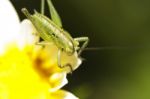 Katydid (odontura Glabricauda), Male Nymph Stock Photo