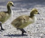 Beautiful Isolated Picture With A Family Of The Canada Geese Stock Photo