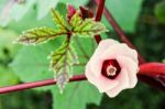 Jamaica Sorrel Flower Stock Photo