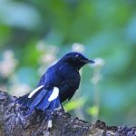 Male White-tailed Robin Stock Photo