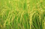 Rice Farm Stock Photo